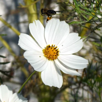 Krásenka Sonata bílá - Cosmos bipinnatus - semena - 15 ks