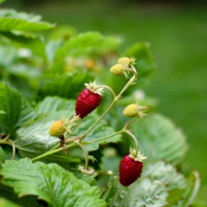 Jahodník měsíční Alexandria - Fragaria vesca - semena - 20 ks