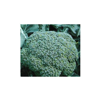 Brokolice Cezar - Brassica oleracea - semena - 0,6 g