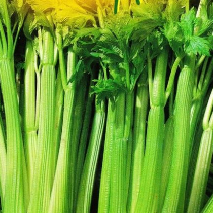 Celer řapíkatý - Apium graveolens - semena - 1 g