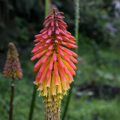 Kleopatřina jehla - Kniphofia Uvaria Tritoma - semena - 4 ks