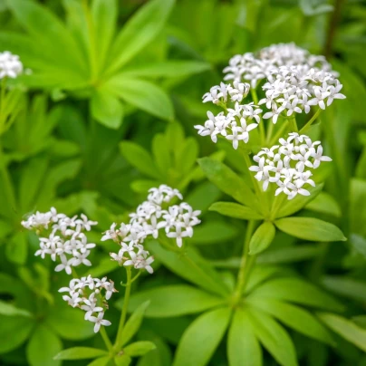 Svízel vonný - Galium odoratum - semena - 10 ks