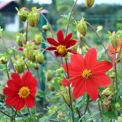 Jiřinka proměnlivá Mignon směs - Dahlia variabilis - semena - 20 ks