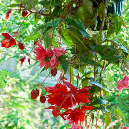 Begonie Cascade červená - Begonia cascade - cibuloviny - 2 ks