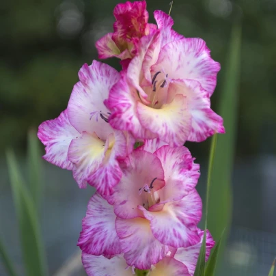 Mečík My Love - Gladiolus - cibuloviny - 3 ks