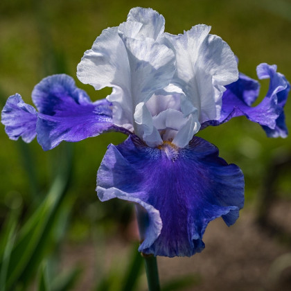 Kosatec Arpege - Iris germanica - cibuloviny - 1 ks