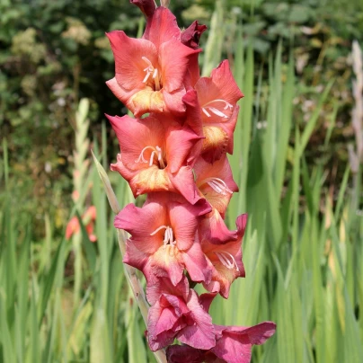 Mečík Indian Summer - Gladiolus - cibuloviny - 3 ks