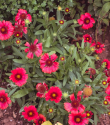 Kokarda Arizona Red Shades - Gaillardia aristata - semena - 10 ks