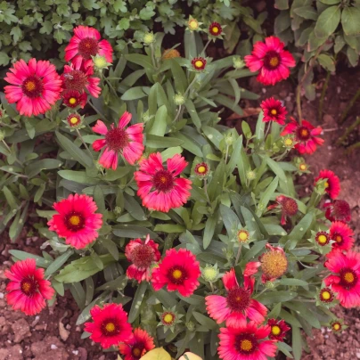 Kokarda Arizona Red Shades - Gaillardia aristata - semena - 10 ks