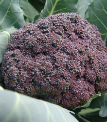 Brokolice Miranda - Brassica Oleracea - semena - 30 ks