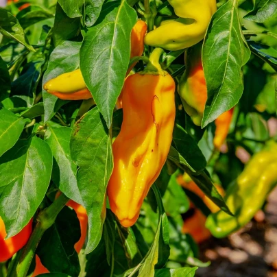 Paprika oranžová Ornela - Capsicum annuum - semena - 50 ks