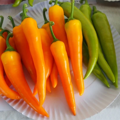 Paprika kozí/beraní roh Harvey - Capsicum annuum - semena - 40 ks