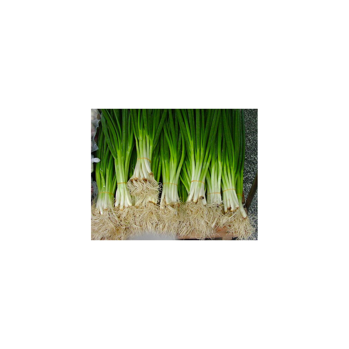 Cibule sečka - Allium fistulosum L. - semena - 1 g