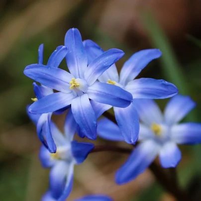 Ladonička bělomodrá - Chionodoxa Forbesi Blue - cibuloviny - 5 ks