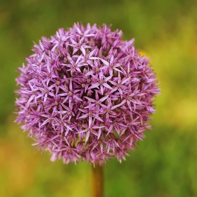 Okrasný česnek Red Giant - Allium - cibuloviny - 3 ks