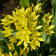 Česnek žlutý Moly - Allium Moly - cibuloviny - 3 ks