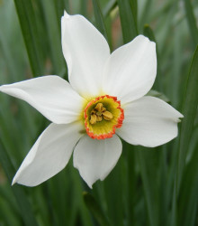 Narcis Poeticus actaea - Narcissus - cibuloviny - 3 ks