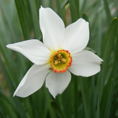 Narcis Poeticus actaea - Narcissus - cibuloviny - 3 ks