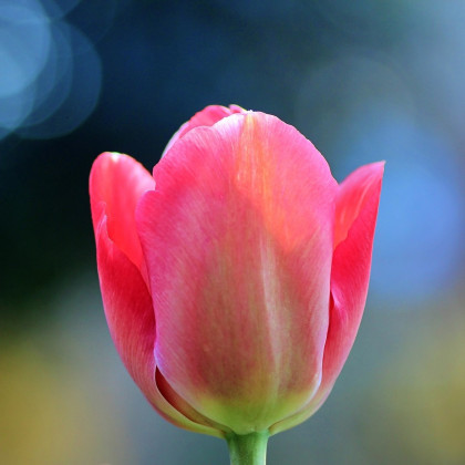 Tulipán Van Eijk - Tulipa - cibuloviny - 3 ks