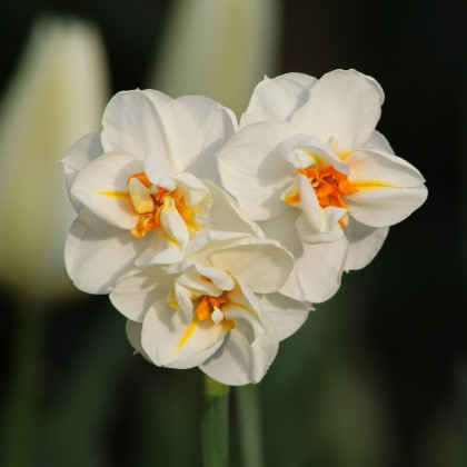 Narcis Sir Winston Churchill - Narcissus - cibuloviny - 3 ks