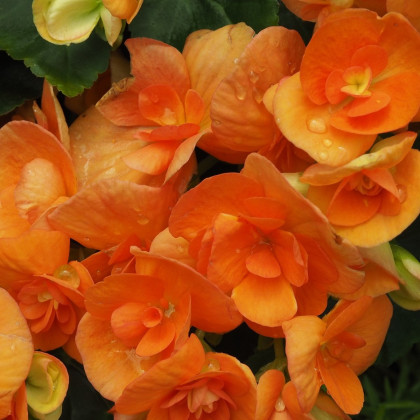 Begonie drobnokvětá oranžová - Begonia multiflora maxima - cibuloviny - 2 ks