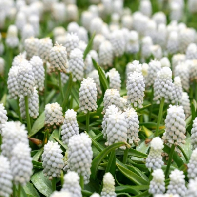 Modřenec bílý - Muscari aucheri - cibuloviny - 5 ks