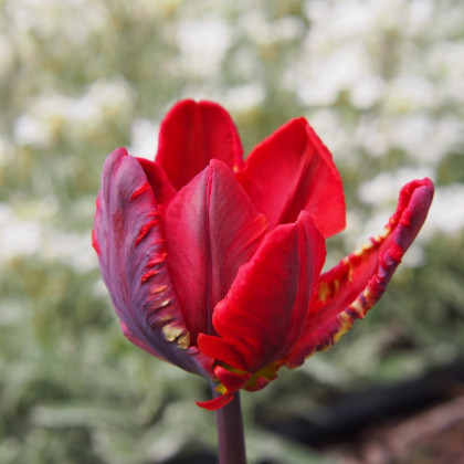 Tulipán Rococo - Tulipa - cibuloviny - 3 ks