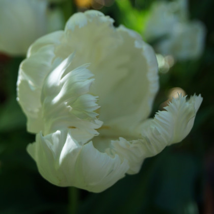 Tulipán White Parrot - Tulipa parrot - cibuloviny - 3 ks