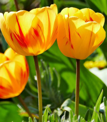 Tulipán Washington - Tulipa - cibuloviny - 3 ks