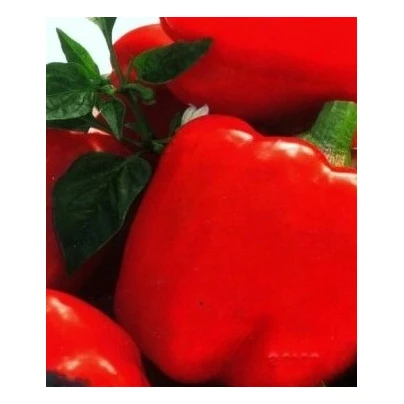 Paprika Merit - Capsicum annuum - semena - 20 ks