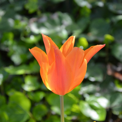 Tulipán Ballerina - Tulipa - cibuloviny - 3 ks