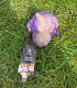 Sadbový česnek Anton - Allium sativum - nepaličák - cibule česneku - 1 balení
