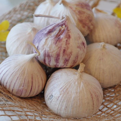 Sadbový česnek Havel - Allium sativum - paličák - 1 balení