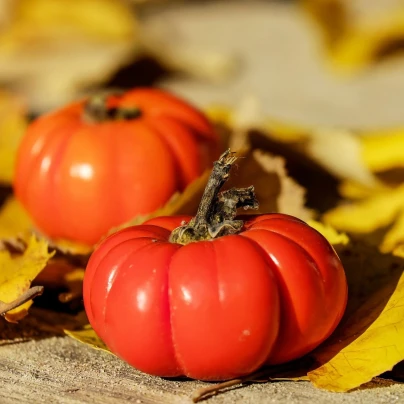 Rajče Brutus - Solanum lycopersicum - semena - 7 ks