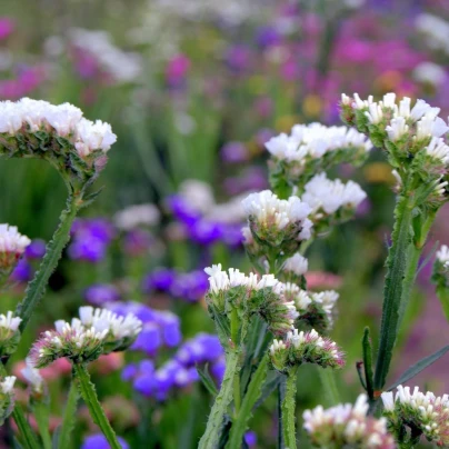 Limonka chobotnatá bílá - Limonium sinuatum - semena - 30 ks