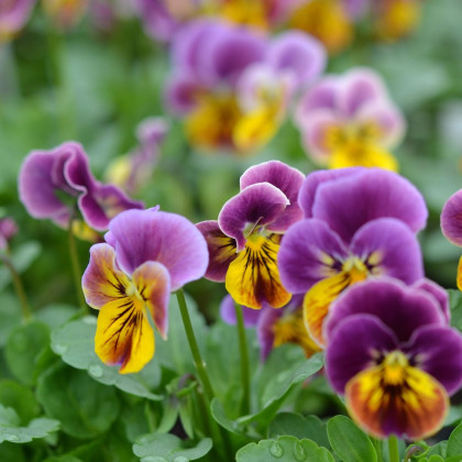 Violka rohatá Sorbet Antique shades - Viola cornuta - semena violky - 20 ks