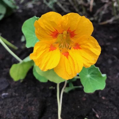 Lichořeřišnice větší Alaska Ladybird - Tropaeolum majus - semena - 10 ks