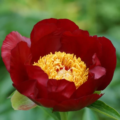 Pivoňka Patio Moscow - Paeonia lactiflora - cibuloviny - 1 ks