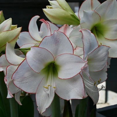 Hvězdník Picotee - Hippeastrum - cibuloviny - 1 ks