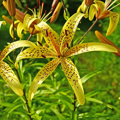 Lilie Yellow Tiger - Lilium lancifolium - cibuloviny - 1 ks