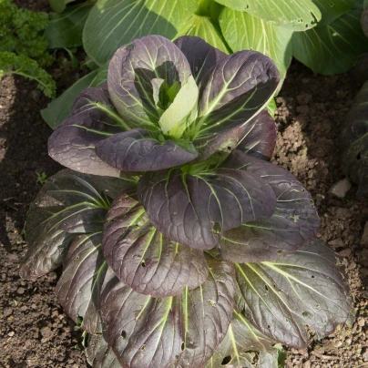 Pak Choi Baraku F1 - Brassica rapa chinensis - semena - 50 ks