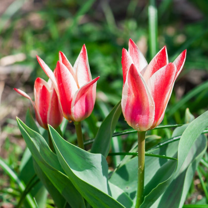 Tulipán Pinocchio - Tulipa - cibuloviny - 3 ks