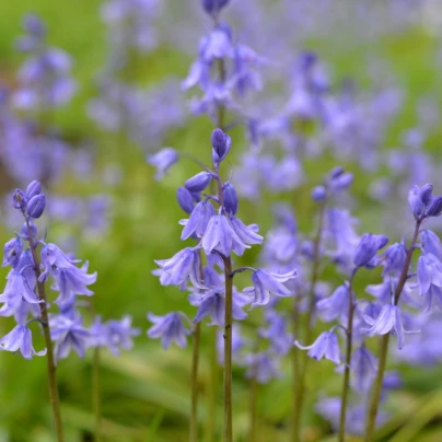 Hyacintovec španělský modrý - Hyacinthoides hispanica - cibuloviny - 5 ks