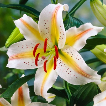 Lilie Garden Party - Lilium - cibuloviny - 1 ks