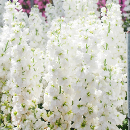 Fiala letní bílá - Matthiola incana - semena - 60 ks
