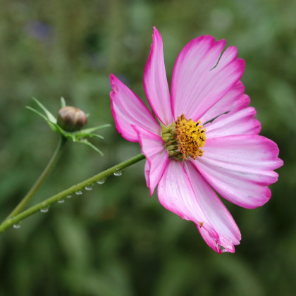 Krásenka zpeřená Fizzy Rose - Cosmos bipinnatus - semena - 80 ks