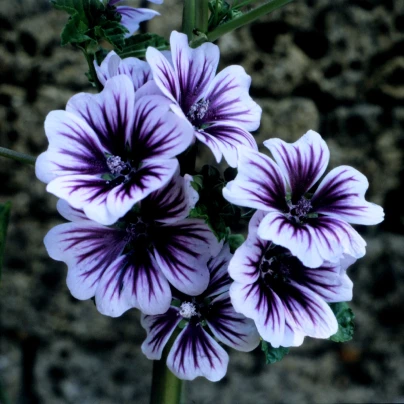 Sléz lesní Zebrina - Malva sylvestris - semena - 50 ks