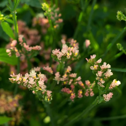 Limonka chobotnatá apricot - Limonium sinuatum - semena - 30 ks