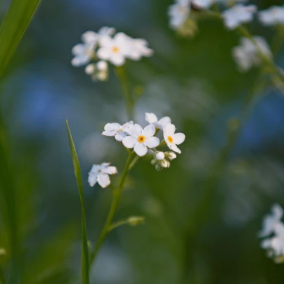 Pomněnka lesní Snowsylva - Myosotis sylvatica - semena - 60 ks