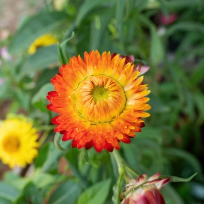 Smil listenatý oranžový - Helichrysum bracteatum - semena - 400 ks